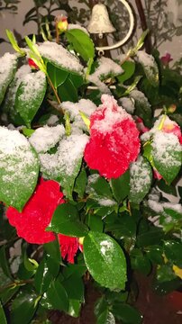 Snow on camellia flowers in a garden during winter time