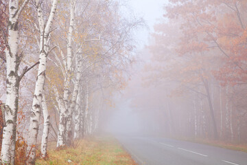 Fototapeta premium Misty road going through autumn birch forest