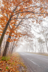 Fototapeta premium Empty asphalt road in foggy autumn forest with misty trees