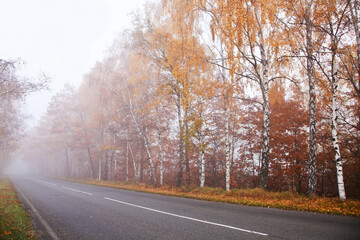 Fototapeta premium Misty road going through autumn birch forest