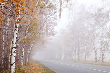 Fototapeta premium Misty road going through autumn birch forest