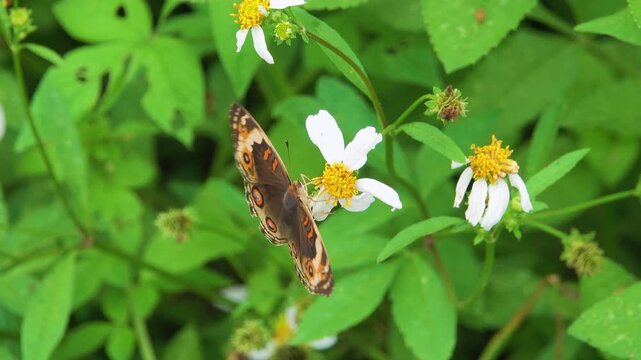 grey pansy Junonia atlites in Thailand