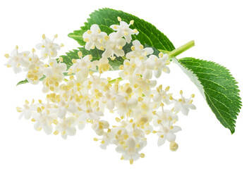 Naklejka premium Fresh white elderberry blossom with elderberry green leaves isolated on a white background. Herbal medicinal tea ingredient.