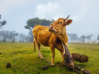 Fototapeta premium A brown cow standing on a green pasture next to ancient trees in the mysterious morning fog of Fanal Forest, Madeira.