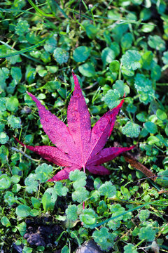 View of a vibrant red Japanese maple leaf covered in morning dew resting on a bed of lush green ground cover in Humboldt County, California, United States.