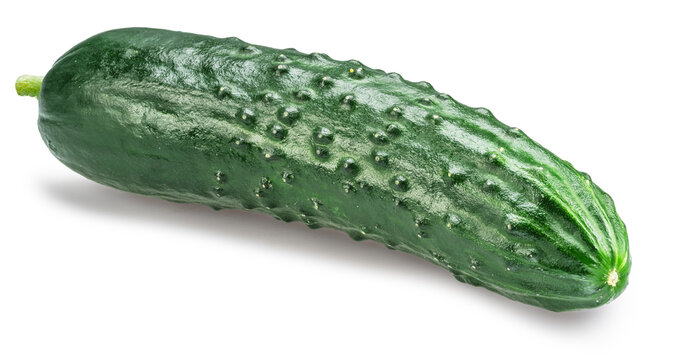 One fresh green cucumbers isolated on a white background.