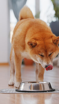 Shiba inu dog eating dry food from stainless steel bowl