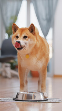 Shiba inu dog standing near food bowl and licking mouth