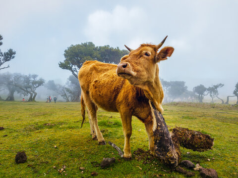 A brown cow standing on a green pasture next to ancient trees in the mysterious morning fog of Fanal Forest, Madeira.