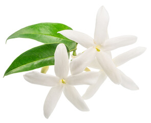 Fototapeta premium Delicate cluster of white star-shaped jasmine flowers with tender green stems and jasmine leaves, isolated on a white background. Natural perfume ingredient.