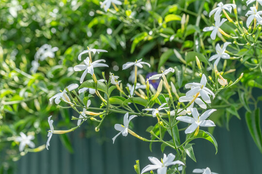 A beautiful close-up view of small white jasmine flowers blooming with yellow centers
