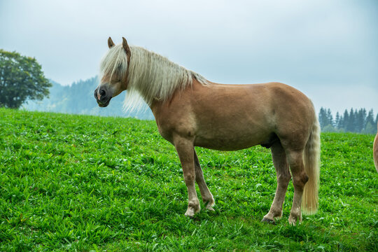 Haflinger horse standing on lush green alpine meadow against foggy mountain slope.