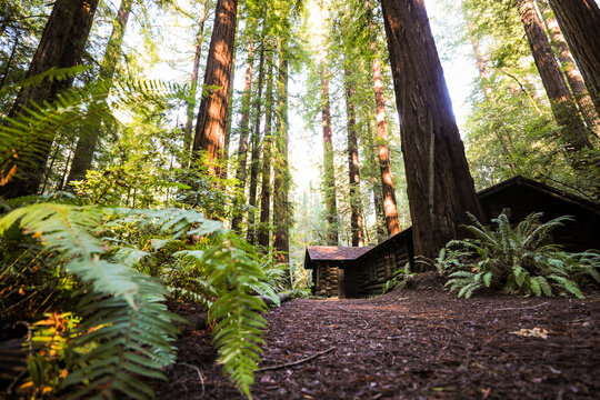 View of a rustic log cabin nestled among towering redwood trees with lush ferns in the foreground and soft sunlight filtering through the canopy in Humboldt County, California, United States.