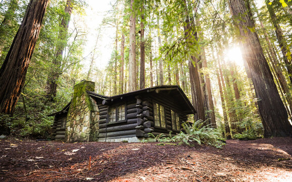 View of a rustic log cabin with a stone chimney nestled among towering redwood trees in a dense forest in Humboldt County, California, United States.