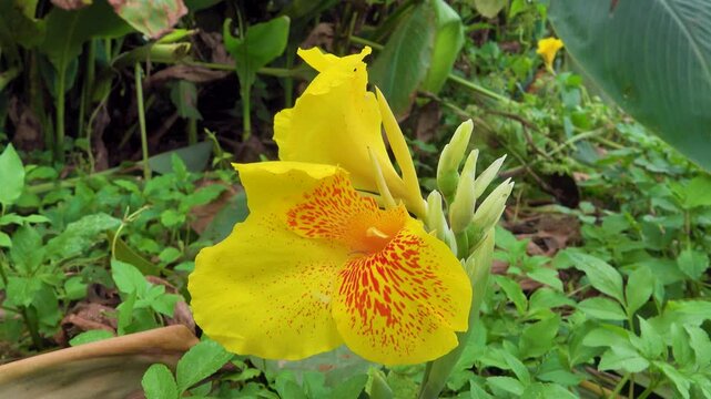 Indian cane (Canna indica ancestral plant variety of flowers of green-leaved Canne , Gindger Canna Lily Plant