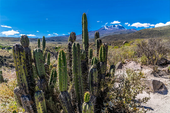 A view past cacti towards the Chachani volcano from a Colca Canyon viewpoint in the Andes mountains of Peru in the dry season