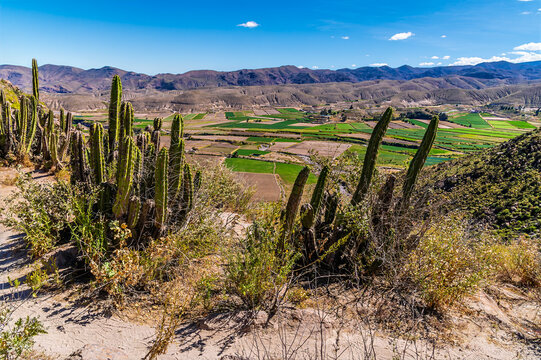 A view past cacti on a ridge overlooking the Colca Canyon in the Andes mountains of Peru in the dry season