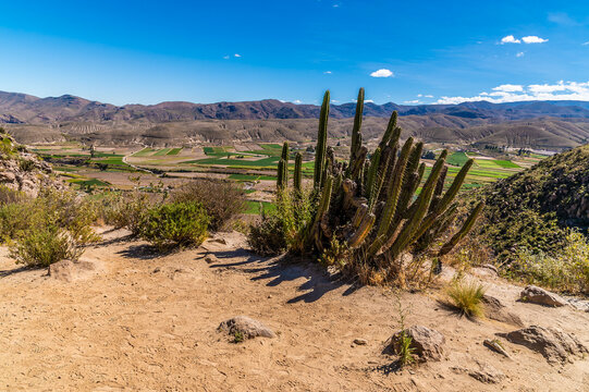 A view on a ridge above the Colca Canyon in the Andes mountains of Peru in the dry season