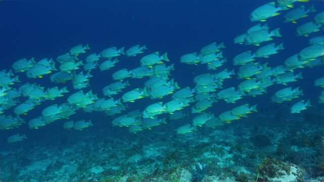 High angle telephoto underwater shot of spawning aggregation of Sailfin Snapper swimming along a deep reef in Peleliu, Palau.	