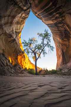 View of a lone tree standing inside a sandstone cave with rippled sand in the foreground and golden light hitting the rock walls in Kanab, Arizona, United States.