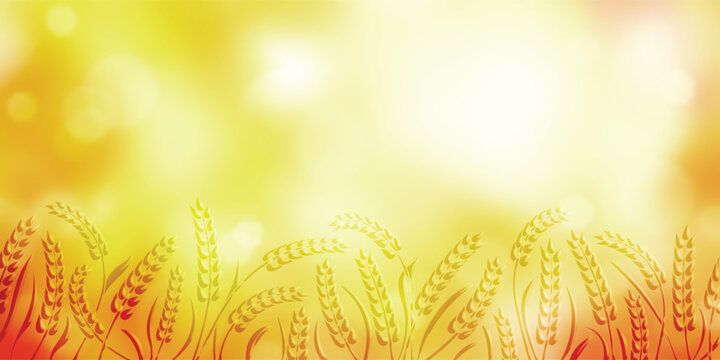 Wheat field against blurred autumn background, nature frame, ears of wheat, rye or barley, agriculture and harvest, vector design