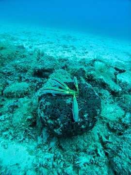 View of goatfish resting on a dark sponge on the sandy seabed in Kas, Antalya, Turkey.