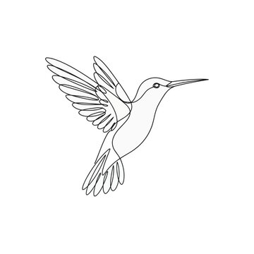 vector illustration of Hummingbird in mid-flight with wings spread out