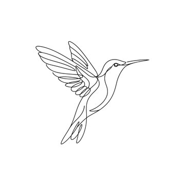 vector illustration of Hummingbird in mid-flight with wings spread