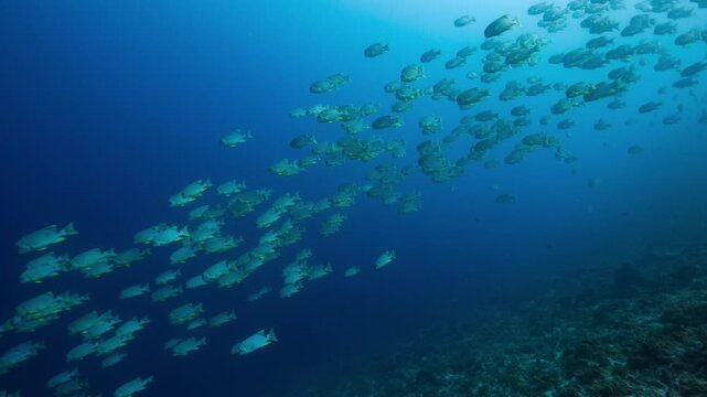 Underwater shot of huge school of Sailfin Snapper swimming down a deep tropical reef in Peleliu, Palau