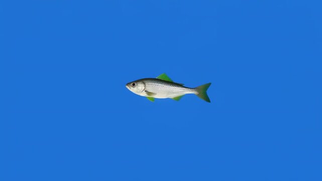 School of small fish swimming in blue water during day with black separation
