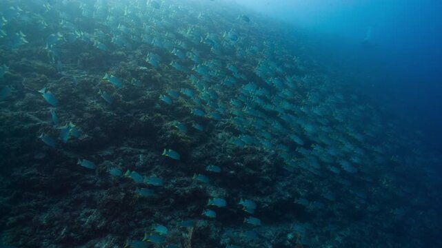 Underwater shot of huge school of Saildin Snapper swimming down a deep tropical reef in Peleliu, Palau