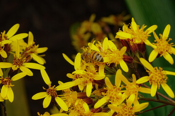 Macro view of a honey bee collecting nectar and pollen from bright yellow daisy-like flowers, illustrating pollination and insect activity in a garden. © Teelapon