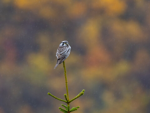 View of a northern hawk owl perched on the top of a spruce tree during a light rain with autumn foliage in the background in Valldal, More og Romsdal, Norway.