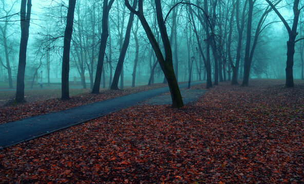 Autumn November park landscape with Halloween mood - a deserted alley, red fallen leaves, and bare trees in dense fog, mysterious city park background