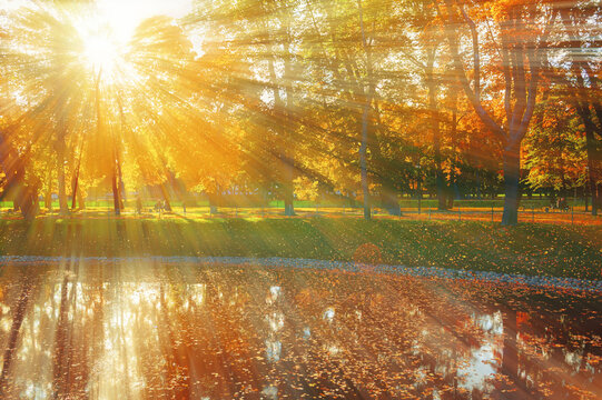Autumn park landscape in sunny October morning - a pond in a city park reflecting bright yellow trees with sunbeams and fallen leaves scattered on the water surface