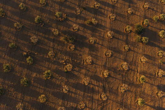 View of an olive grove with rows of trees casting long shadows on the dry, arid soil in Marrakesh, Marrakesh-Safi, Morocco.
