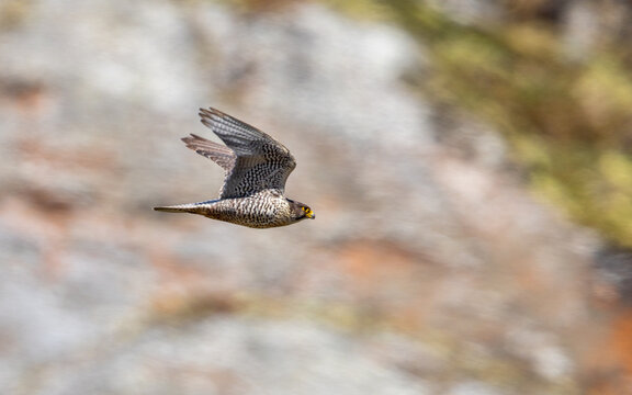 View of a gyrfalcon in flight with its wings spread against a blurred rocky mountain background in Oppdal, Trondelag, Norway.