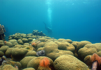 Scuba Diver Exploring a Coral Reef in the Crystal Clear Caribbean Sea © gustavo