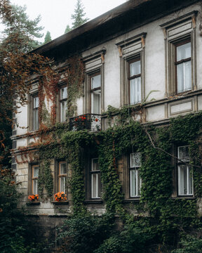 View of an old building facade covered in lush green ivy with wooden window frames and orange flowers in window boxes in CZ.