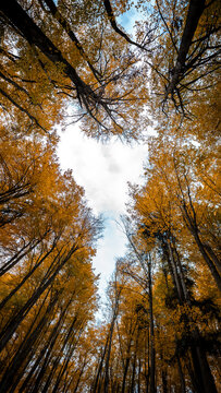 View of autumn trees with vibrant yellow and orange leaves forming a heart-shaped opening against a clear blue sky in CZ.