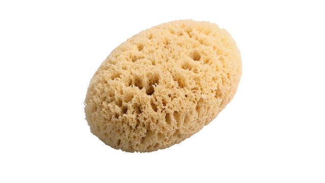 Natural tan porous sea sponge coral structure isolated on a white background