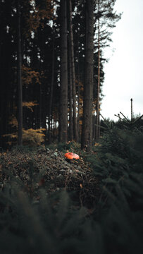 View of a single red mushroom growing on the mossy forest floor surrounded by tall pine trees in the Czech Republic.