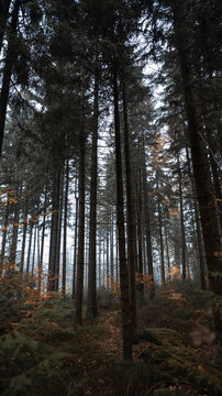 View of a dense forest with tall pine trees and autumn foliage on the forest floor in CZ.