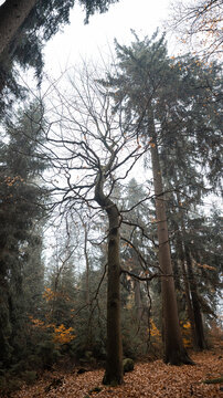 View of a deciduous tree with bare branches standing in a forest with coniferous trees and fallen autumn leaves on the ground in Czech Republic.