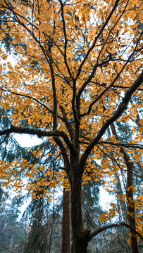 View of a deciduous tree with vibrant yellow autumn leaves standing in a forest with evergreen trees under a bright sky in CZ.
