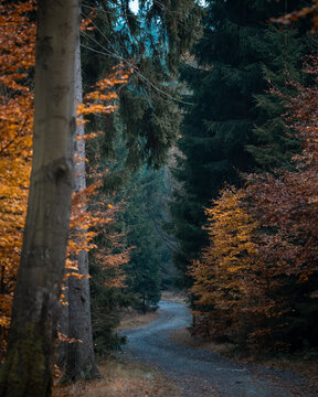 View of a winding dirt path through a dense forest with autumn foliage, featuring tall evergreen trees and deciduous trees with orange and brown leaves in CZ.