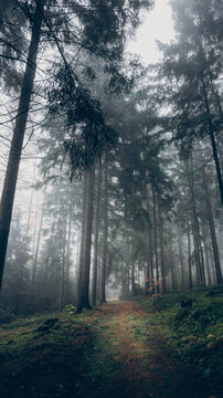 View of a misty forest path winding through tall pine trees with mossy ground and atmospheric fog in CZ.