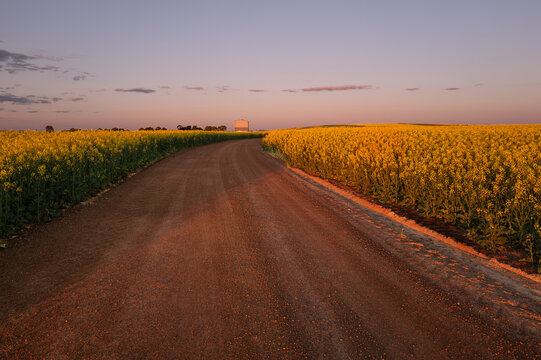 View of a dirt road winding through a vibrant field of yellow canola flowers under a soft sunset sky in Stirling Range National Park, Western Australia, Australia.