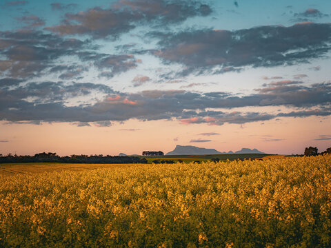 View of vibrant yellow canola fields in bloom with the distant peaks of the mountains under a dramatic sunset sky in Stirling Range National Park, Western Australia, Australia.