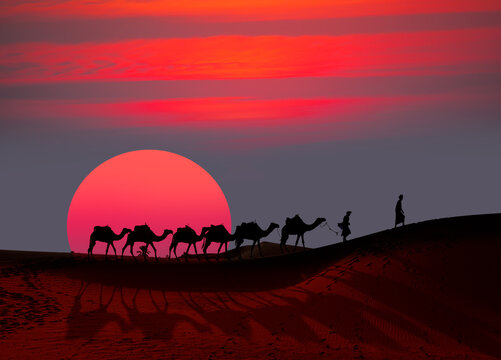 Caravan of camel in the sahara desert of Morocco at sunset time